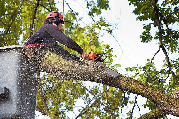 How Our Tree Care Process Works  in  Radford, VA
